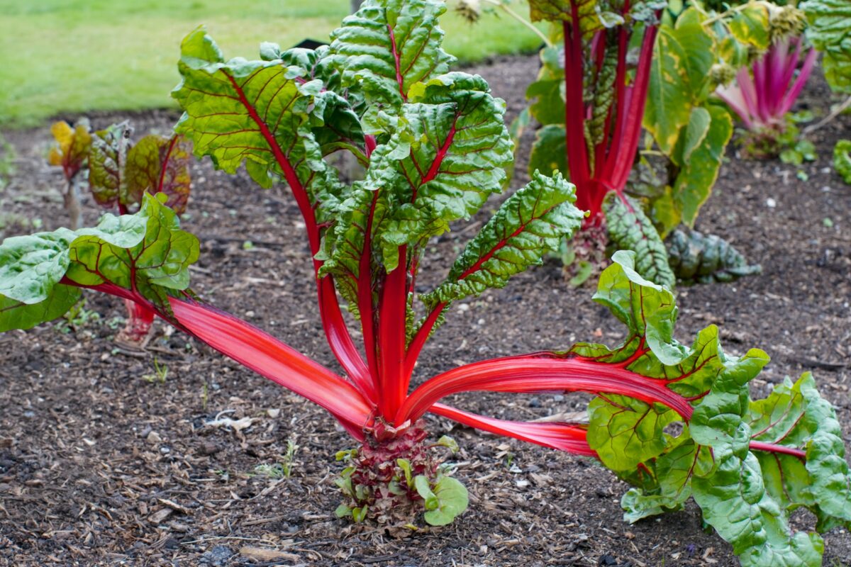 swiss chard