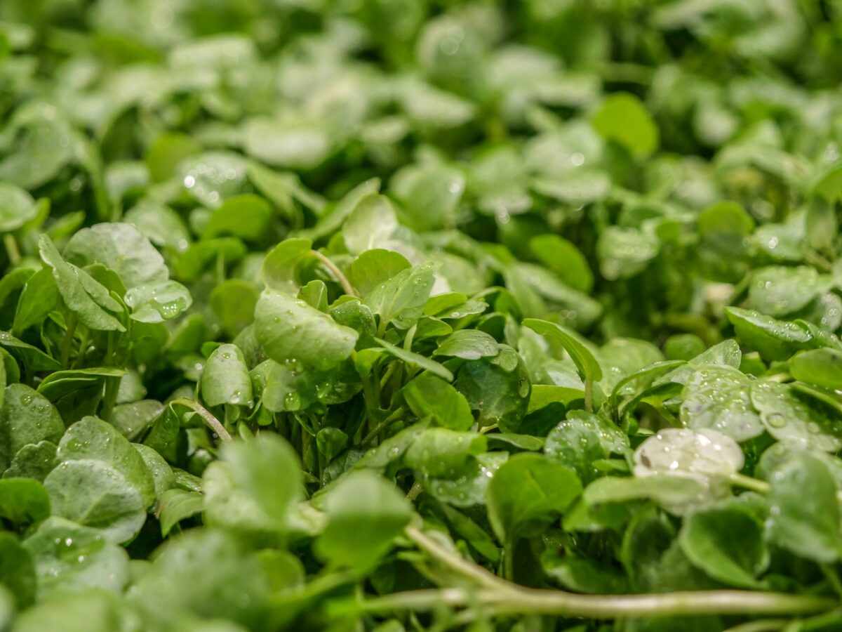 watercress