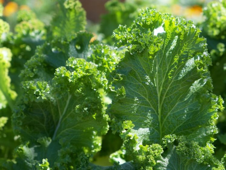 Leafy Greens Unsplash