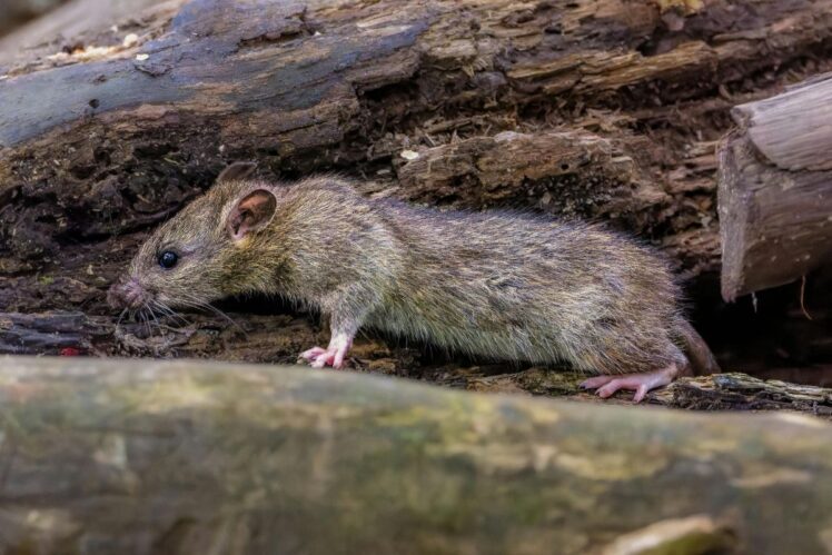 Wild rat
