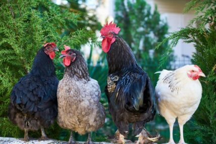 Chickens in a garden.