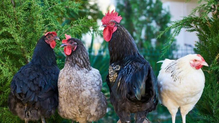 Chickens in a garden.