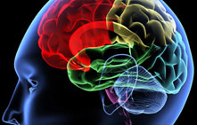 brain_221[1].jpg